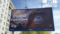 Баннер ко Дню Победы с орангутаном возмутил новосибирцев