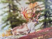 В Здвинском музее представлена фотовыставка дикой природы