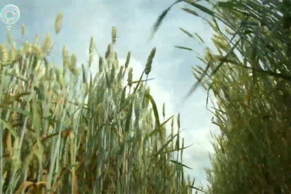 Новый сорт морозостойкой пшеницы вывели селекционеры Новосибирска