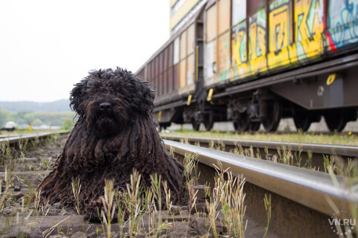 Собаки смогут самостоятельно уезжать из Новосибирска в Омск