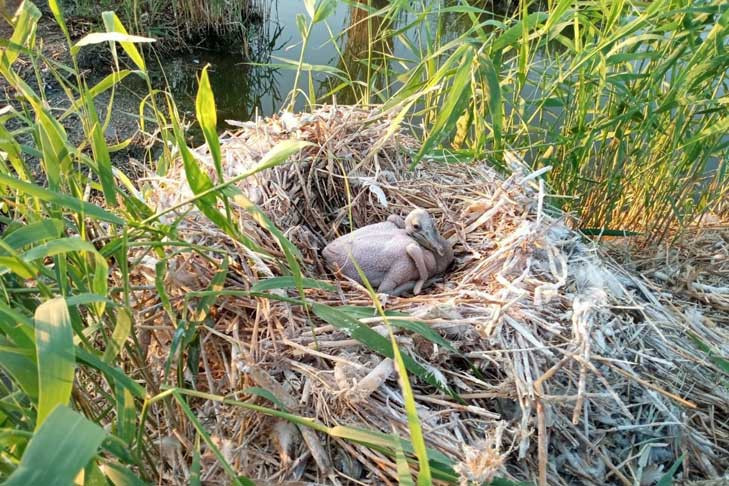 Пеликаны принесли потомство в Новосибирской области