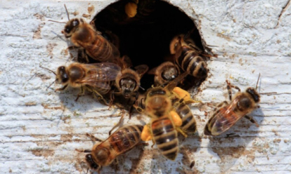Химикаты сделали агрессивными сибирских пчёл