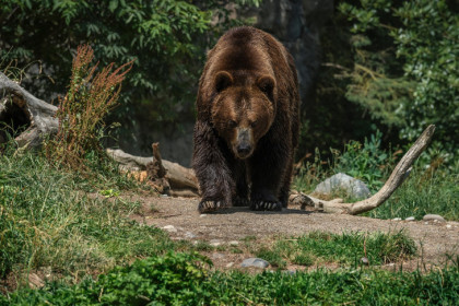 Медведь потревожил покой жителей Новосибирской области