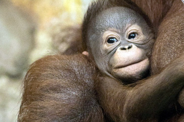 Новосибирск выбрал: детеныш орангутана получил имя Бушель