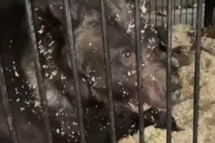 Брошенных в ангаре цирковых медведей спасают в Новосибирске