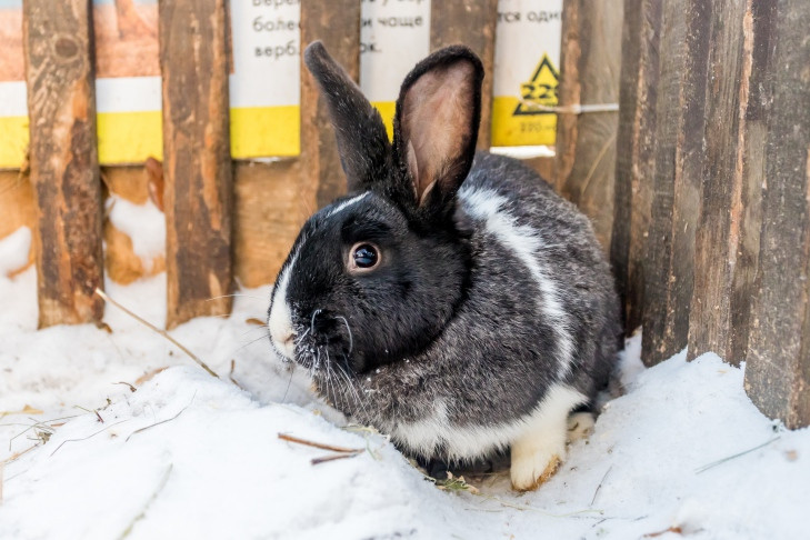 Клетки для декоративных кроликов: виды и советы по изготовлению и обустройству