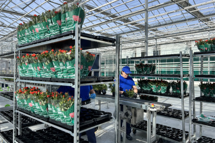 Выращивать розы с помощью роботов будут в Новосибирске