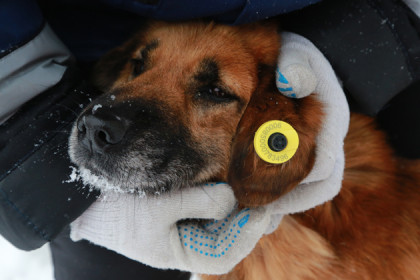 1200 бездомных собак выпустят на улицы Новосибирска
