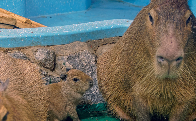 «Госпожа травы» родила двойню в Новосибирском зоопарке