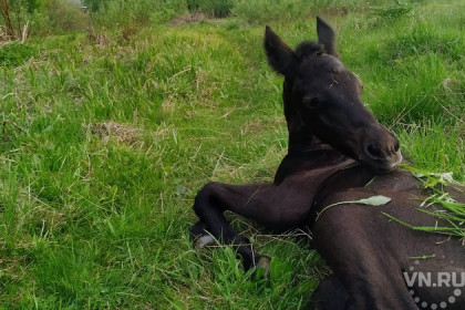 Коней-пенсионеров и новорожденных верблюжат спасают от голода в Новосибирске