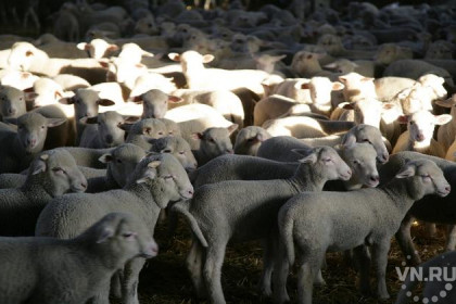 16 овец загрызли собаки в Венгеровском районе