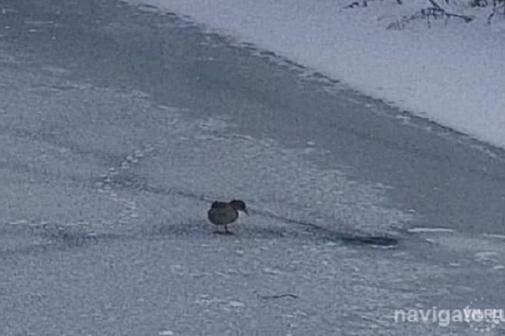 Брошенную стаей утку пытаются спасти от гибели жители Новосибирска
