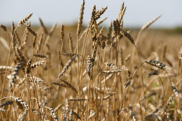 Аграрии намолотили три миллиона тонн зерна 