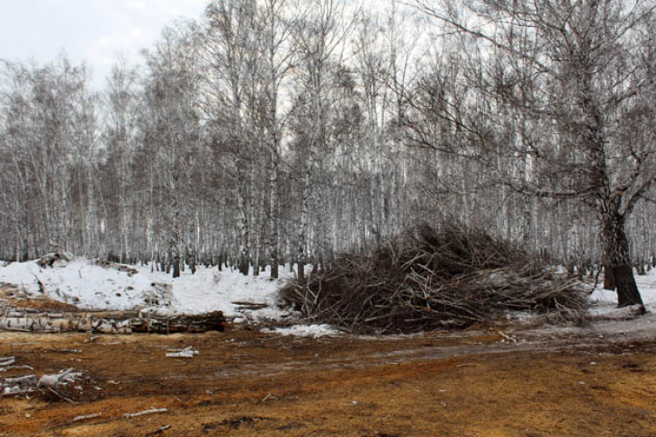 Грибной «чулок» защищают от вырубки 100 отважных жителей Щербаков