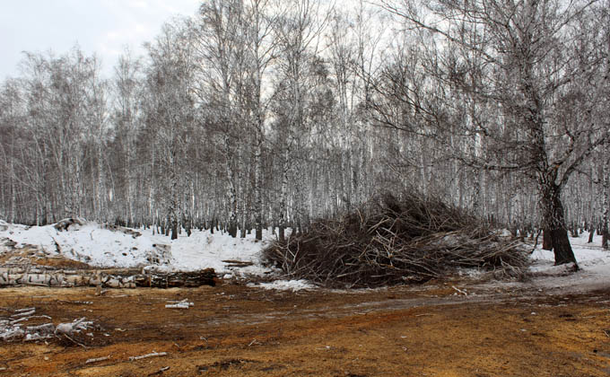 Грибной «чулок» защищают от вырубки 100 отважных жителей Щербаков