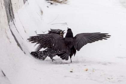 Ночной дозор: вороны со всей области слетаются на зимовку в Новосибирск