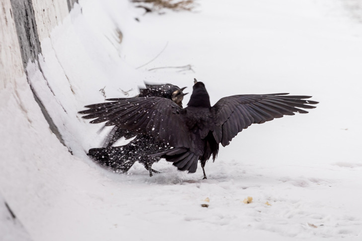 Ночной дозор: вороны со всей области слетаются на зимовку в Новосибирск