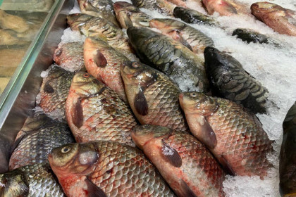 Рыбы на 733 млн рублей продала Новосибирская область дружественным соседям