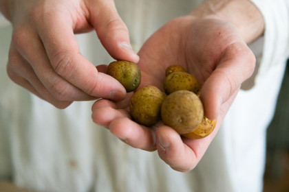 Лучший срок для посадки картошки в мае-2026 назвали ученые Новосибирска