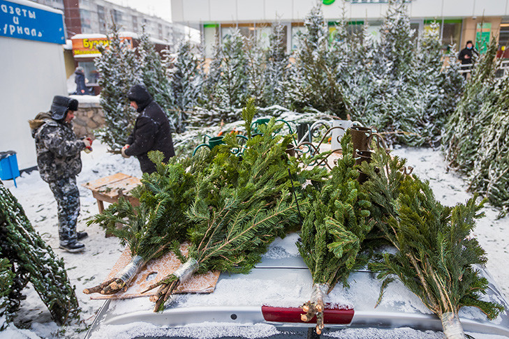 Первая партия новогодних елок прибыла в Новосибирск на продажу