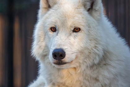 Названа причина роста популяции волков под Новосибирском