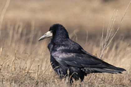 Упитанные грачи не улетели из Новосибирска даже после первого снега