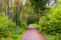 Регион сформировал генетическую базу для лесов и перевыполнил план по их восстановлению