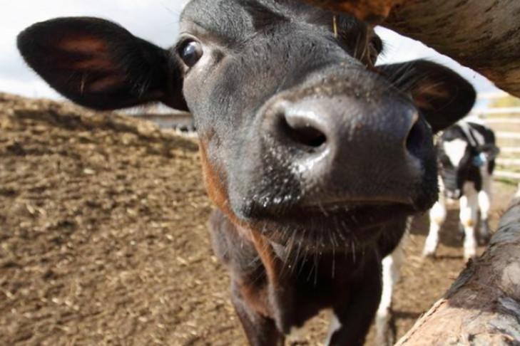 550 коров погибли от голода в селе Новые Решёты под Новосибирском