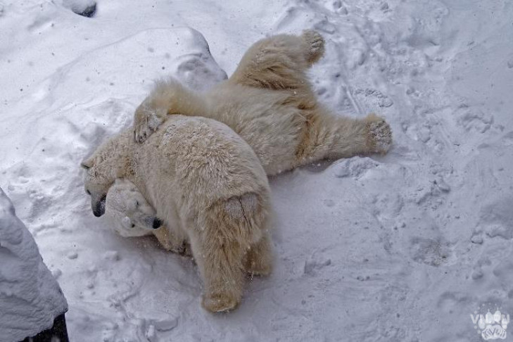 Медведи Кай и Герда опять живут вместе в новосибирском зоопарке 