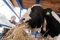 Правительство Новосибирской области утвердило пакет выплат за утрату скота