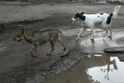 Против эвтаназии бродячих собак выступило большинство новосибирцев