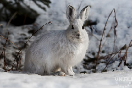 Массовое убийство кроликов в Козихе устроил таинственный хищник