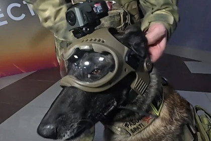 Глаза и уши бойца: в Новосибирске создали умный шлем для собак