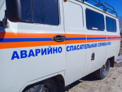 Очередную косулю выпустили на волю спасатели в Барабинске