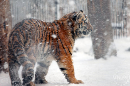 Обитатели Новосибирского зоопарка полакомились первым снегом