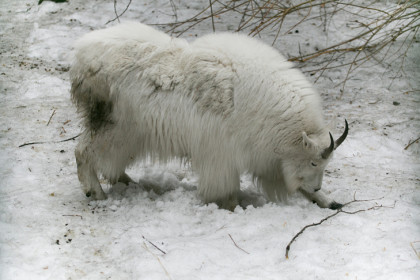 Животные набрали вес в Новосибирском зоопарке, чтобы пережить морозы
