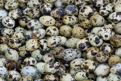 Тысячей миниатюрных яиц накормили животных в зоопарке новосибирцы