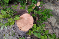 Мэрия заявила, что массовой вырубки ясенелистных клёнов в Новосибирске не будет