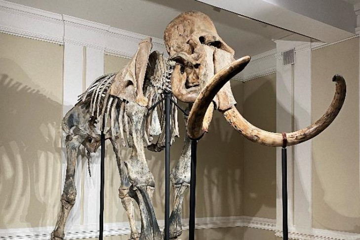 Диман или Бимбо: как назовут скелет мамонта в Новосибирске