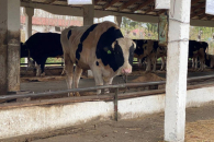 Правительство региона продолжает оформление выплат после изъятия скота