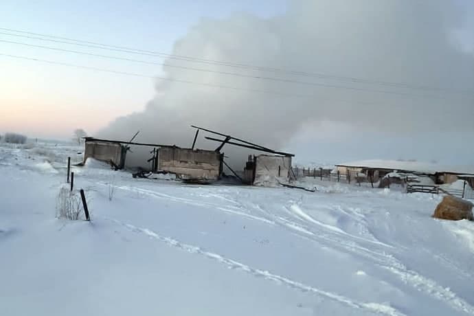 Сорок телят погибли при пожаре на ферме в Чулымском районе
