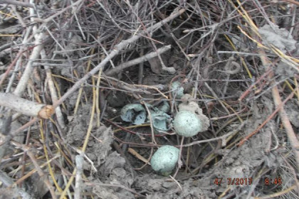 Неизвестный разоряет птичьи гнезда в Новосибирске 