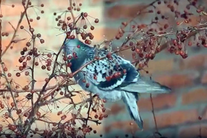 В Новосибирске голуби впервые научились лазить по деревьям 