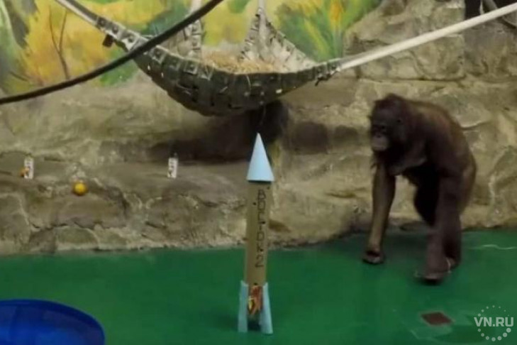 Орангутанги отметили День космонавтики в Новосибирском зоопарке