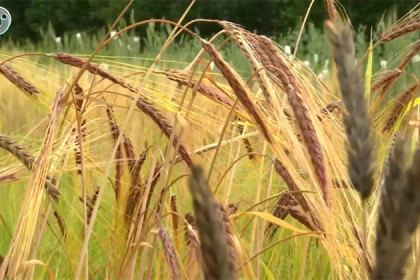 Черную пшеницу и синий ячмень вывели генетики Новосибирска