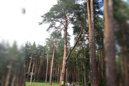 300-летняя сосна-великанша из Бердска поборется за звание лучшего дерева России-2023