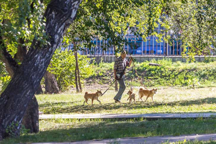 Полиция в нарымском сквере. Нарымский сквер НСК. В Нарымском сквере спилят 177 сухих деревьев.