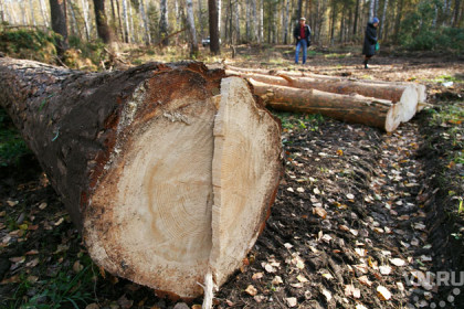  Рекорд поставили обнаглевшие контрабандисты леса в Новосибирске