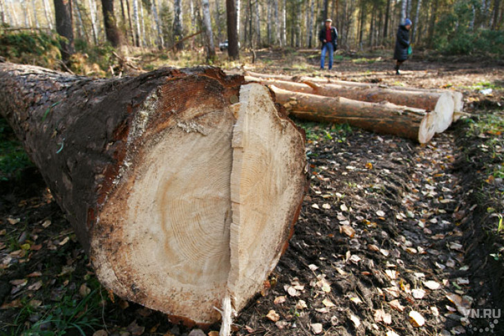  Рекорд поставили обнаглевшие контрабандисты леса в Новосибирске