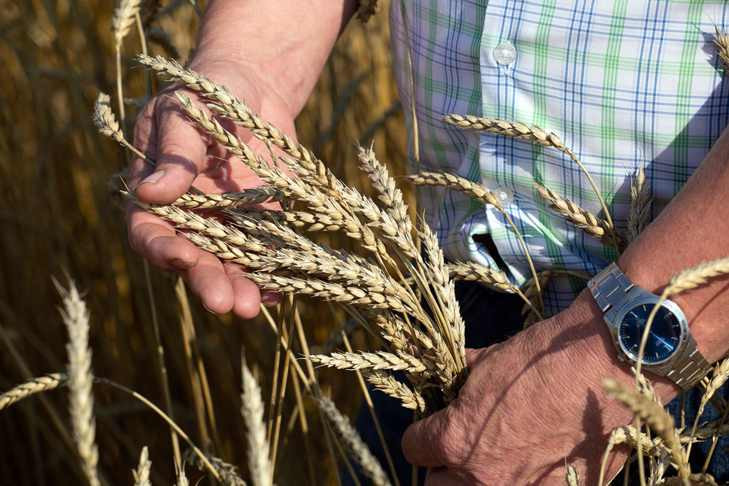 Как жара скажется на урожае пшеницы в Западной Сибири — ученый СО РАН Иван Лихенко